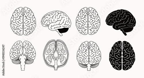 Medical Brain Anatomy Vector Art - Human Brain Illustrations