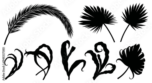 Black Silhouette Palm Leaves and Tropical Plants Vector Set
