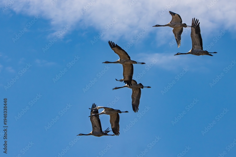 Fototapeta premium Kraniche