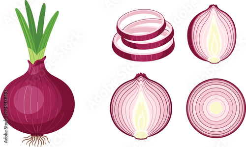 Red onion vegetable vector set, whole onion bulb with slices and cross section, fresh cooking ingredient illustration isolated on white background