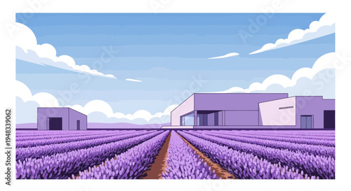 Wide view of lavender fields in bloom, beside modern buildings under a cloudy sky