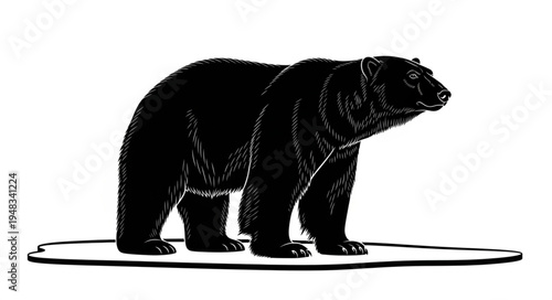 Majestic Black Bear Standing Tall on a Small Ice Patch.