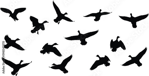 Silhouettes of birds in flight against a white background
