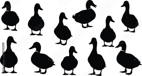 Silhouette of multiple ducks in various poses