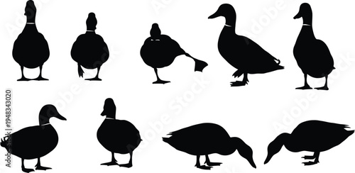 Collection of various duck silhouettes in different poses