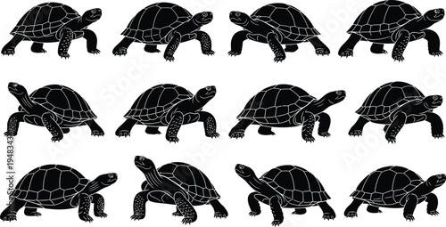 Turtle movement sequence silhouette