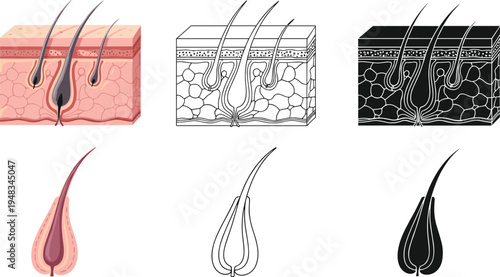 Anatomy of human hair follicle and skin structure diagram set featuring colored cross section line art and black silhouette icons for medical education