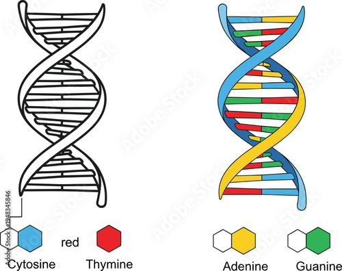 Vector set of DNA double helix diagrams with labeled nucleobases including cytosine thymine adenine and guanine for medical science education genetics and biological research.