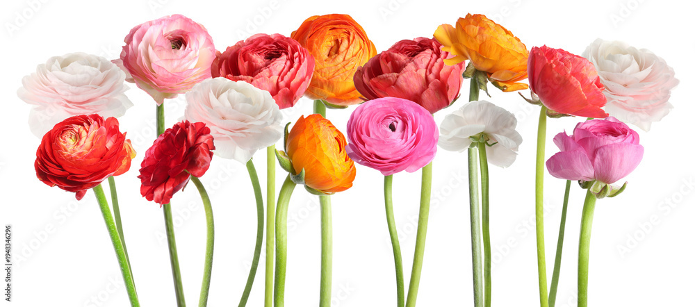Obraz premium Ranunculus flowers in different colors isolated on white, set