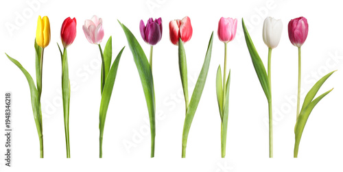 Set of colorful tulips isolated on white. Spring flowers