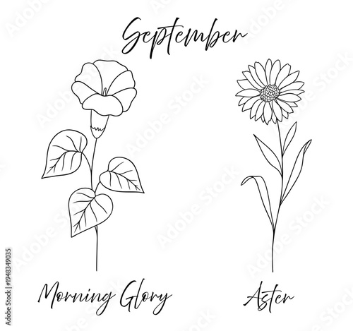 Morning glory and aster - September birth flowers vector illustration set in black and white line art style. Botanical drawing with elegant floral sketch, hand drawn monochrome flower tattoo design.