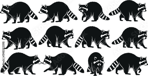 Black Raccoon Silhouette Collection Featuring North American Procyon Lotor in Various Walking Poses Isolated on White Background for Wildlife Nature and Urban Animal Design