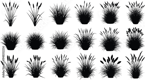 Black silhouette collection of aquatic bulrush and cattail water plants in various cluster shapes and sizes isolated on a clean white background for design.