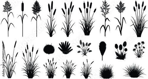 Set of Wetland Plant Silhouettes Featuring Cattails Bullrushes and Various Marsh Grasses Isolated on White Background for Nature Scenery and Botanical Garden Design Projects