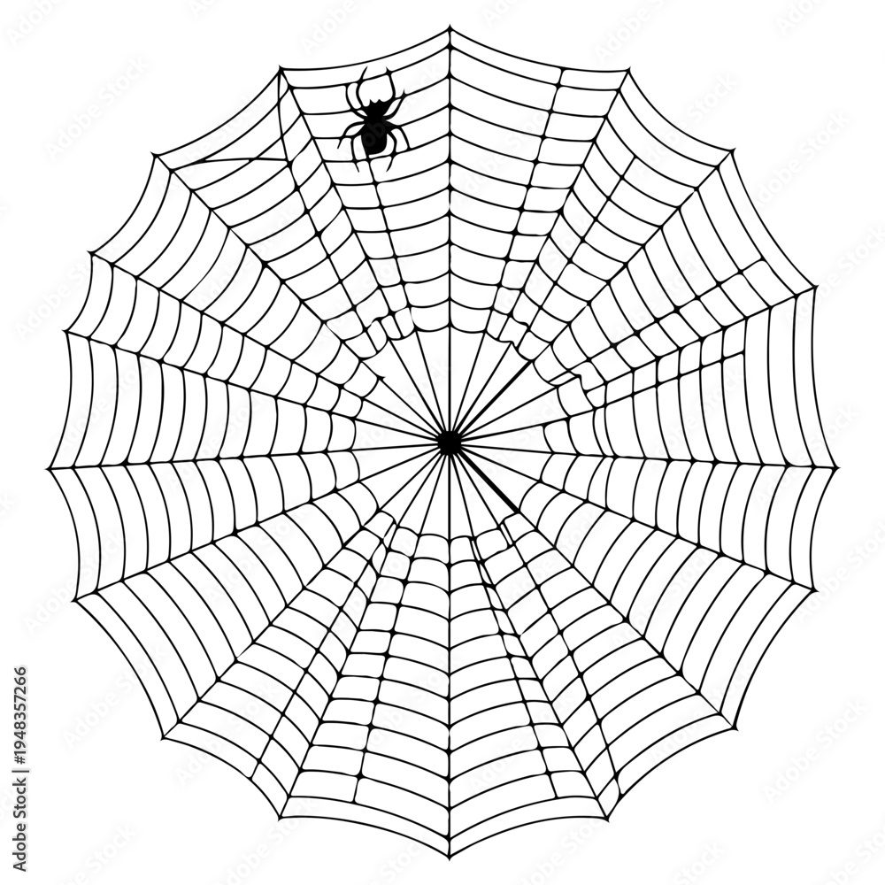 Obraz premium Spider Web Drawing Vector Illustration, Detailed Cobweb Line Art Isolated on White Background, Realistic Hand Drawn Spider Web Sketch, Creepy Halloween Spider Net Design Element
