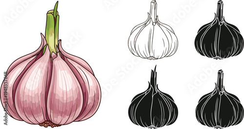 Fresh garlic bulb vector illustration set featuring hand drawn colored sketch along with black and white silhouettes for kitchen menu design and culinary branding