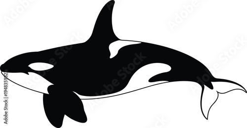 Killer whale orca silhouette with white markings swimming side view isolated on white background vector illustration for marine life nature wildlife decoration or ocean logo design