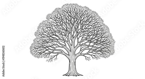 A detailed monochrome illustration of a large, mature deciduous tree with a full canopy of intricate branches, standing in its full glory