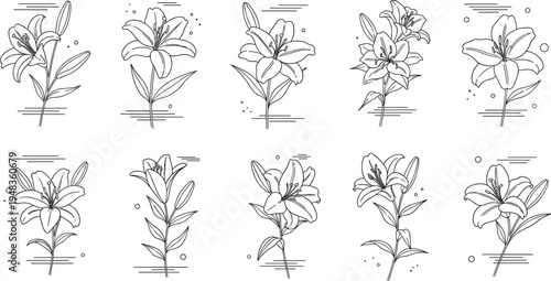 Minimalist Line Art Lily Flower Illustrations with Delicate Stems, Petals, and Geometric Accents in Black and White
