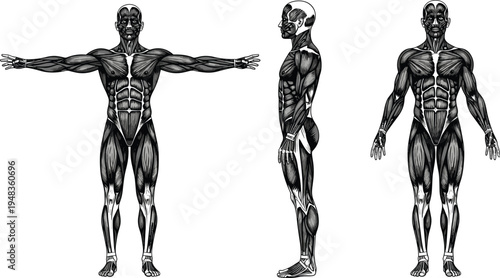 human, muscle, anatomy, male, body, muscular, figure, anatomical, reference, front, side, back, pose, medical, illustration, musclemap, training, fitness, study, design