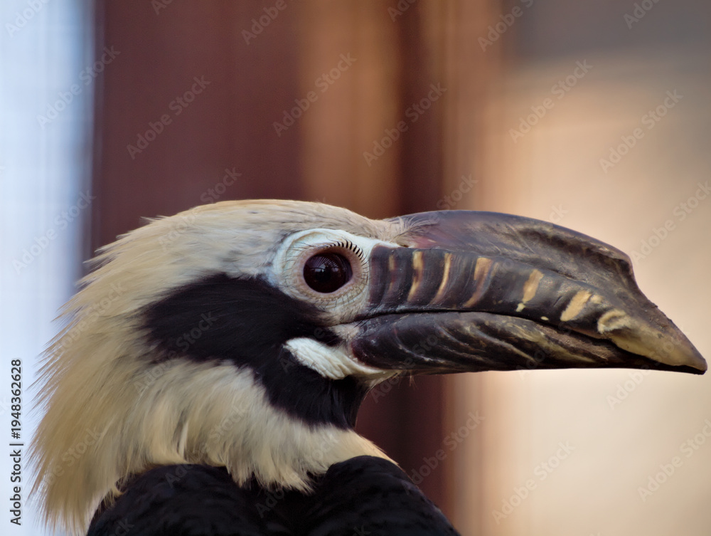 Fototapeta premium hornbill color