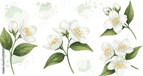 Elegant White Flower Illustrations with Soft Green Accents and Watercolor Backgrounds for Fresh Floral Designs