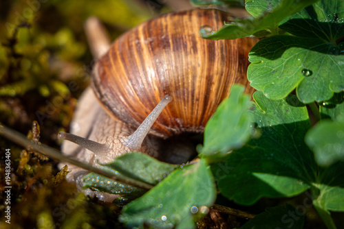 Obraz na płótnie Un escargot se cache