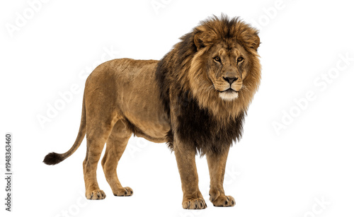 Photography lion isolated on white