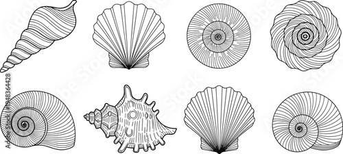 Detailed sea shell outline vector set with various seashell shapes and marine snail textures for beach summer theme coloring book