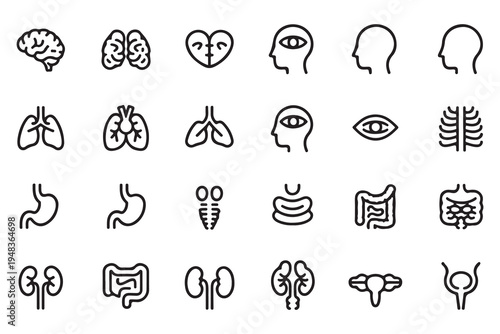 Human Anatomy and Internal Organs Vector Line Icons - Brain, Heart, Lungs, Stomach, Intestines, Kidneys, Reproductive System, and Rib Cage