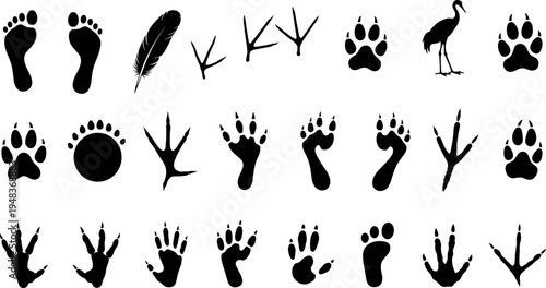 Wildlife animal tracks silhouettes set with bird feathers paw prints human footprints and crane bird for nature tracking 