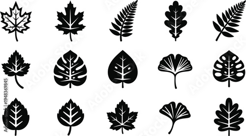 Black leaf on white background leaves leaf black and white botanical plant nature