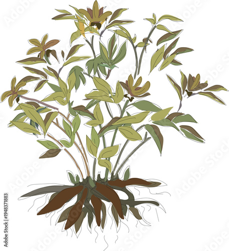 Yellowed peony bush with fruits and rhizome isolated on white background