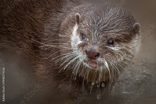 Obraz na plátně European Otter close up portrait emerging from water with wet whiskers and curio