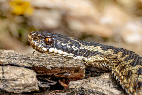 Photos European adder (Vipera berus) basking on log in natural woodland habitat, close