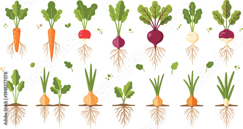 Vector set of root vegetables with green leaves and visible root systems including carrots, radishes, onions and beets for gardening and organic farming concepts.
