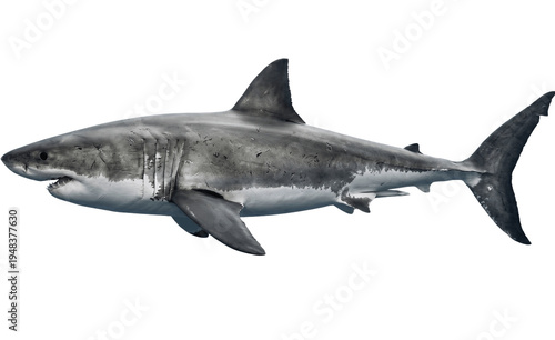 shark isolated on white background