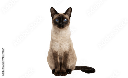 Slika na platnu siamese cat isolated on white