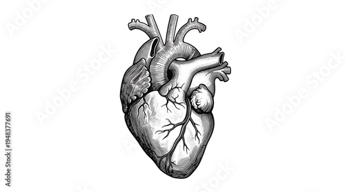 Detailed black and white anatomical illustration of a human heart with major vessels clearly depicted on a plain background.