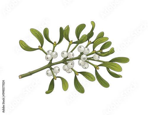 A realistic illustration of a sprig of mistletoe with white berries and green leaves on a white background, perfect for holiday and winter themes