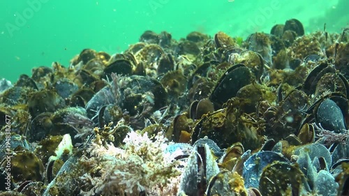 Marine fungi growing on mussels on the seabed in the Black Sea, white mold on mollusks