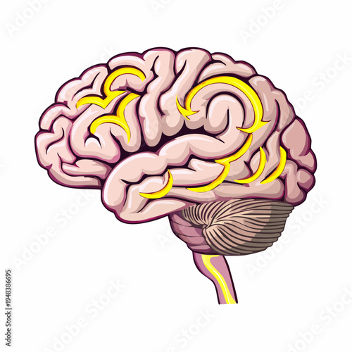 Diagram shows brain with labeled areas and pathways in a simple design for educational and informative purposes in a classroom setting