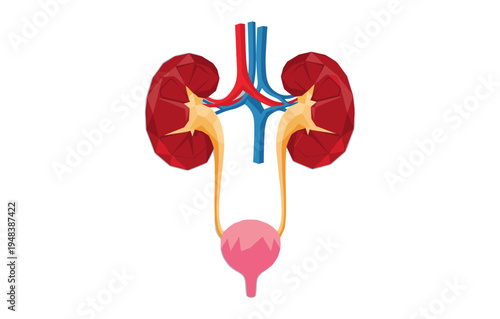 Illustration of human urinary system anatomy featuring kidneys, ureters, and bladder