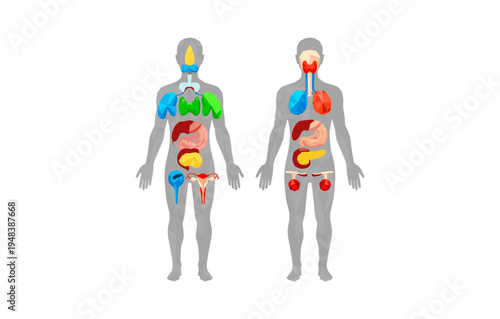 Human body systems diagram with organs in male and female figures