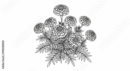 Detailed black and white sketch of a cluster of blooming marigold flowers