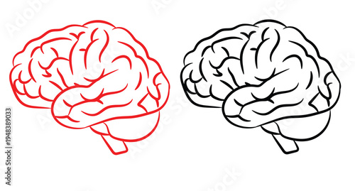Detailed human anatomy brain illustration outlining the complex structure