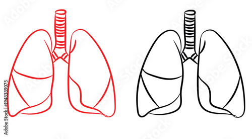 Detailed human anatomy lungs illustration for medical concepts and biological diagrams