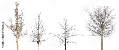 Photos A group of trees against a transparent background