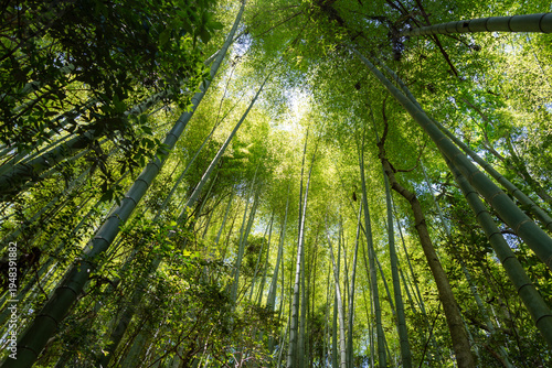 Bamboo forest near Mitaki-Dera temple in Hiroshima, Japan