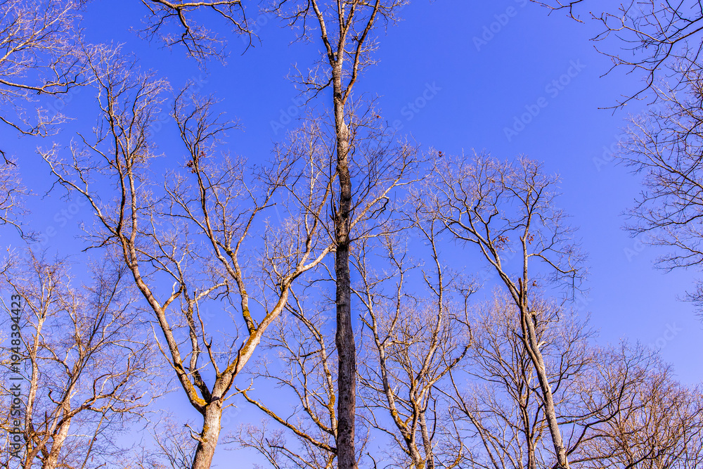 Obraz premium Oak trees in the forest of Marly near Versailles, france